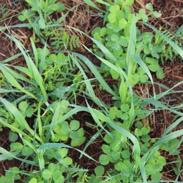 A row of cover crops