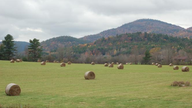 Hay bales in a field