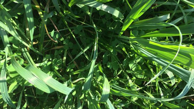 Mixture of grass and clover