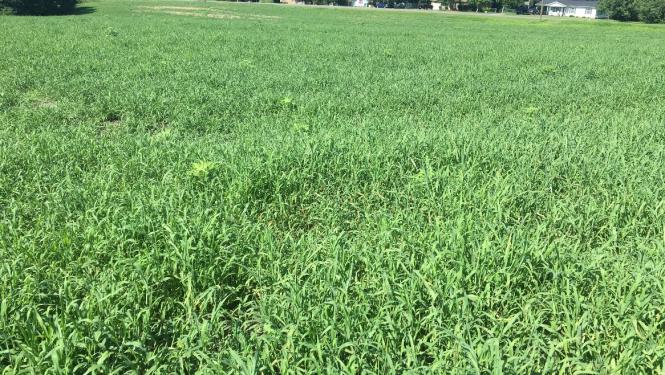 Field of crabgrass