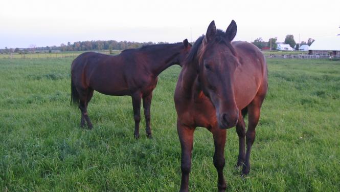 two horses in a field