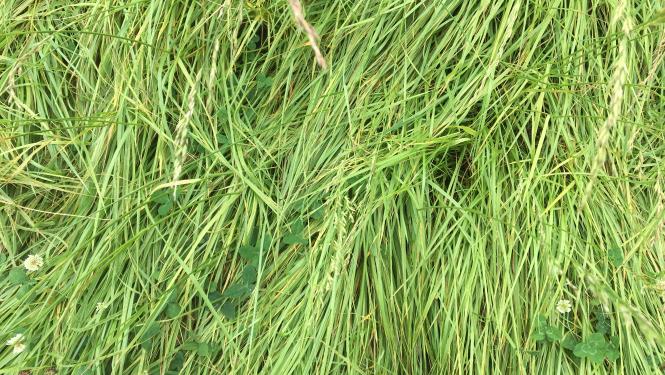 An image of grass showing nitrogen deficiency