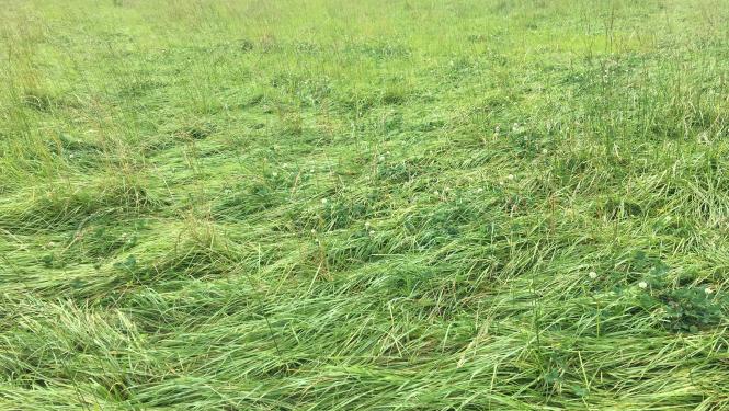 An image of grass showing nitrogen deficiency