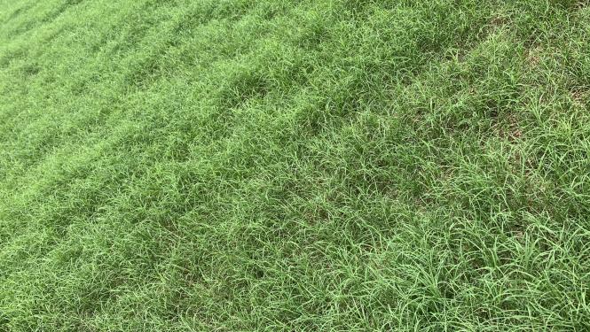 Gaucho after cutting