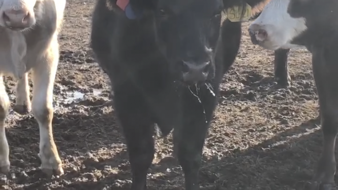 Fescue toxicosis causing heat stress Heat stress