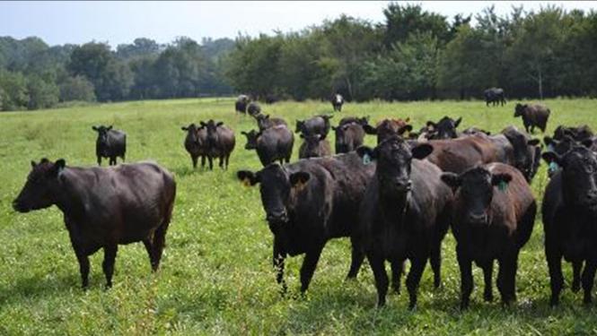 Cows grazing stockpile Cows preparing for grazing