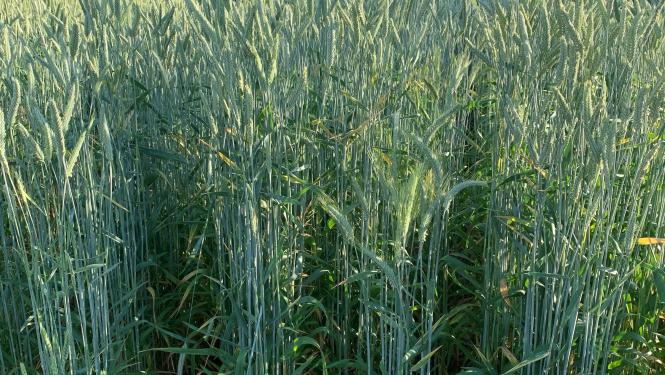 Surge Triticale