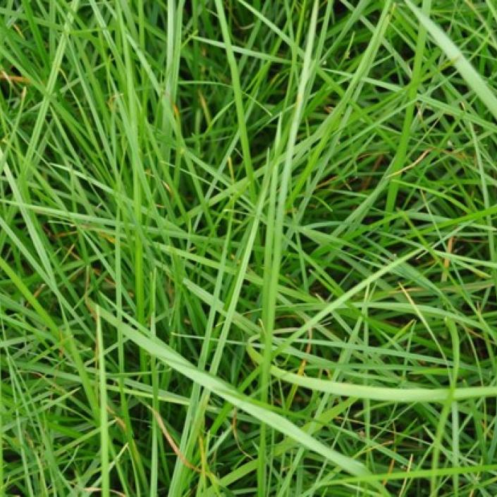 BG 34 Perennial Ryegrass, a diploid blend.