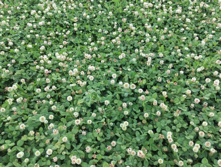 Renovation clover in a field