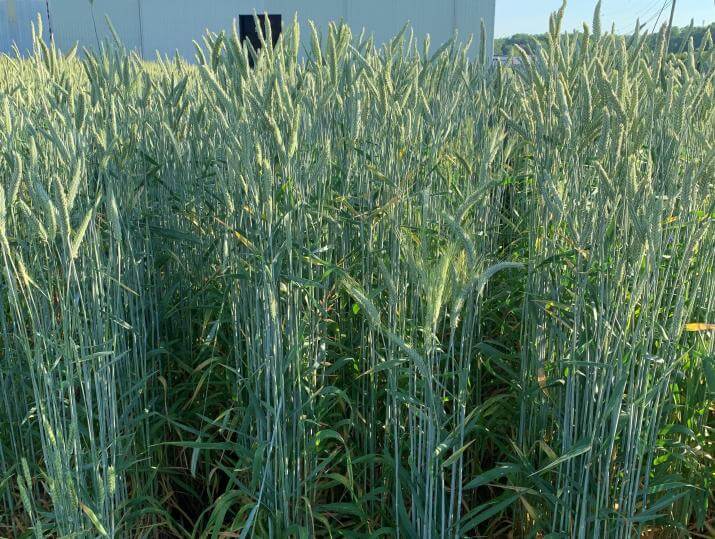Surge Triticale