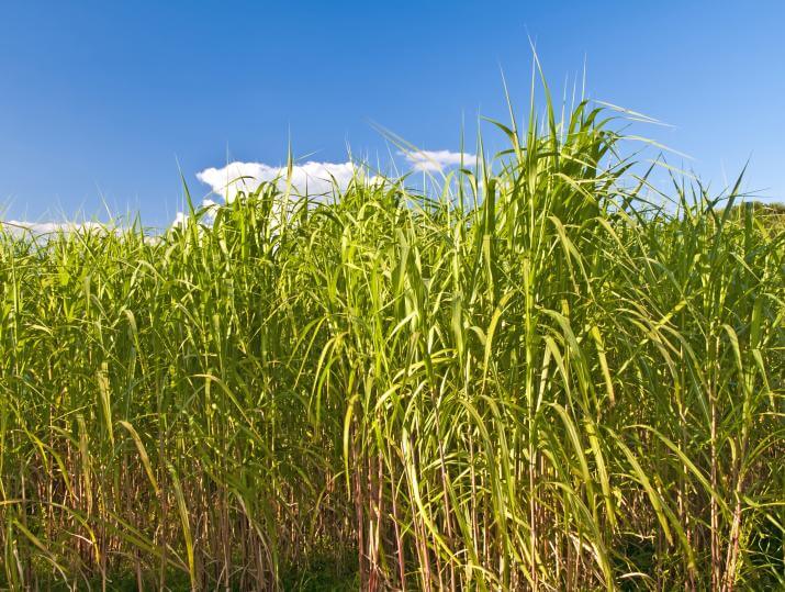 field of switchgrass